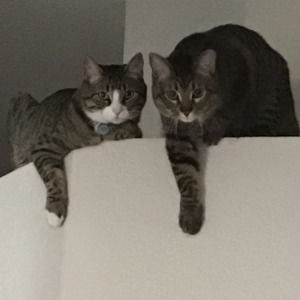 Meet your Posher, Monet